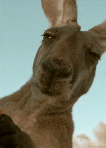 a suspicious kangaroo